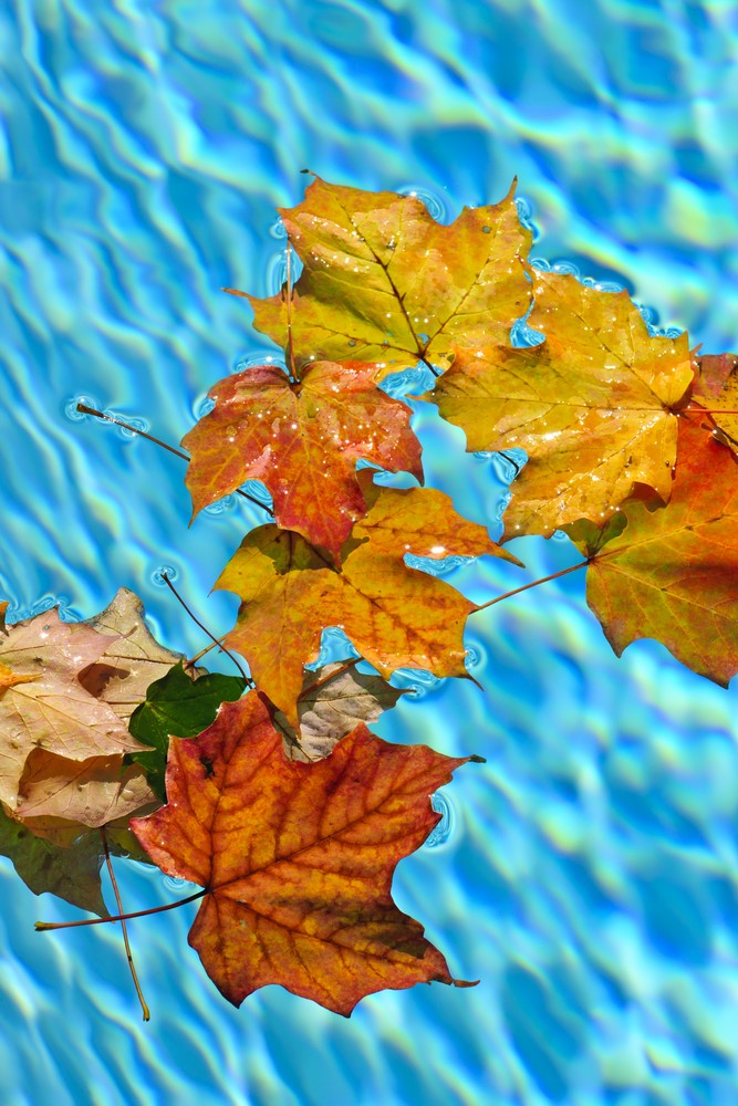 Leaves in Your Pool